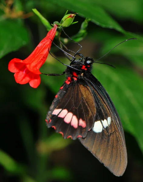 Güzel Renkli Kelebeğin Yakın Görüntüsü — Stok fotoğraf