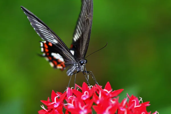 Belles Fleurs Concept Floral Fond Nature — Photo