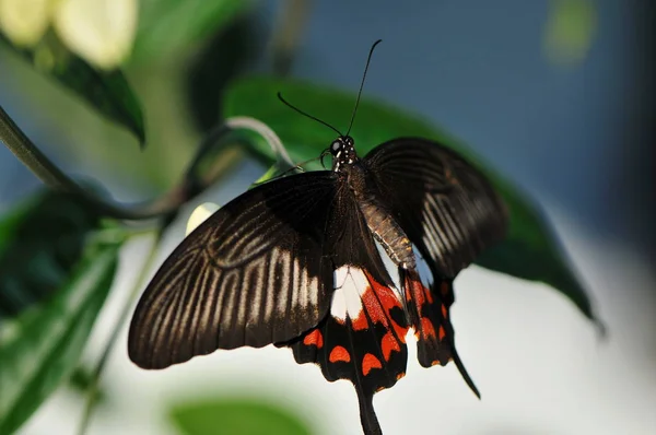 Close Bug Natureza Selvagem — Fotografia de Stock