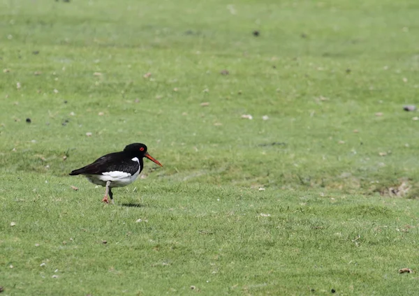 Austernfischer Auf Der Wiese — Stockfoto