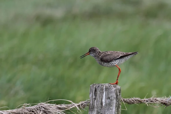 Vista Panorâmica Belo Pássaro Redshank — Fotografia de Stock