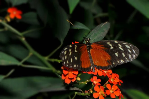Heliconius Hecale Insecte Papillon — Photo