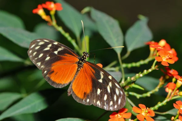 Heliconius Hecale Insecte Papillon — Photo
