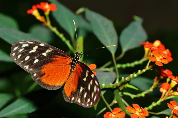 Heliconius Hektar Motýl Hmyz — Stock fotografie