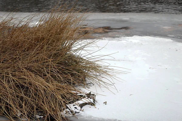 Plantas Arbustos Rio Cobertas Neve Gelo — Fotografia de Stock