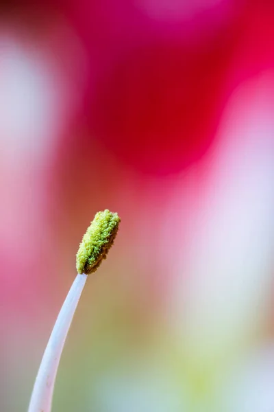 Hermoso Plano Botánico Fondo Pantalla Natural — Foto de Stock