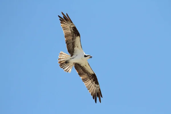 蓝天背景的鱼鹰 Pandion Haliaetus 飞行中 — 图库照片