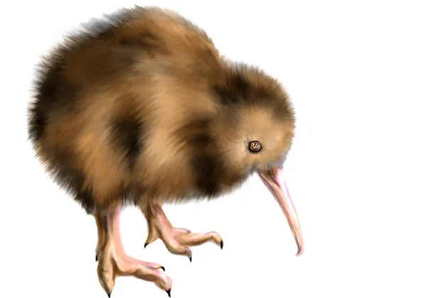 Braune Kiwi Isoliert Auf Weißem Hintergrund — Stockfoto