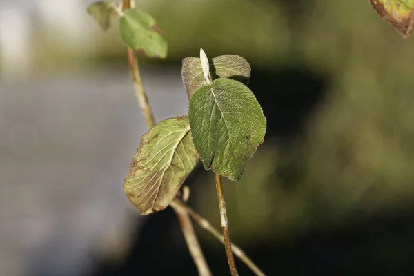 Schöne Botanische Aufnahme Natürliche Tapete — Stockfoto