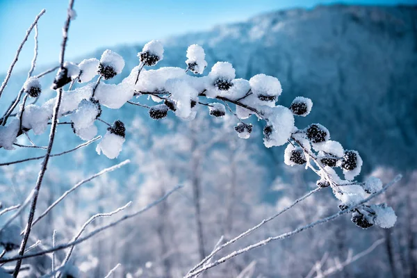 Bagas Cobertas Neve — Fotografia de Stock