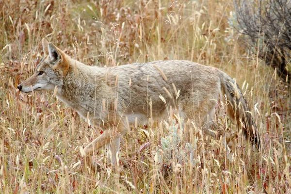 Coyote Ouest Canis Latrans Dans Champ Parc National Yellowstone — Photo