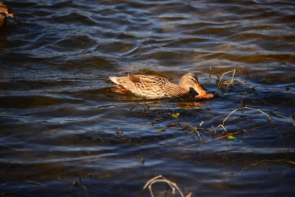 Scenic View Cute Mallard Ducks Nature — Stock Photo, Image