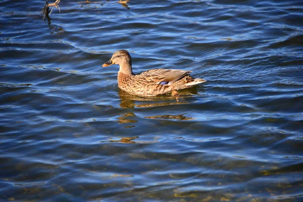 Scenic View Cute Mallard Ducks Nature — Stock Photo, Image