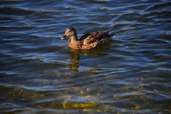 Aktien Spanien Costa Blanca — Stockfoto