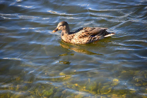 Scenic View Cute Mallard Ducks Nature — Stock Photo, Image