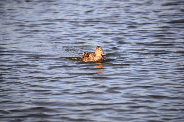 Scenic View Cute Mallard Ducks Nature — Stock Photo, Image