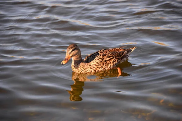 Aussichtsreiche Aussicht Auf Niedliche Stockenten Der Natur — Stockfoto