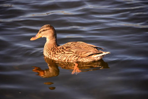 Vue Panoramique Canards Colverts Mignons Nature — Photo