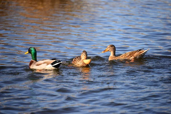 Aussichtsreiche Aussicht Auf Niedliche Stockenten Der Natur — Stockfoto