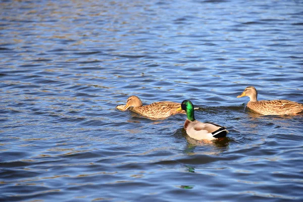 Middellandse Zee Stenen Spanje — Stockfoto