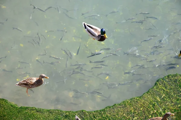 Pemandangan Indah Dari Bebek Mallard Lucu Alam — Stok Foto