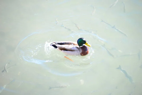 Schilderachtig Uitzicht Van Schattige Wilde Eenden Natuur — Stockfoto