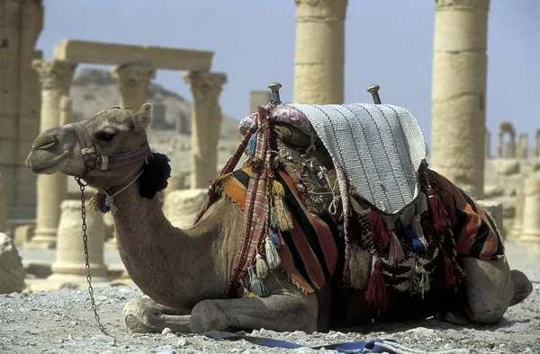 Rovine Palmira Nel Deserto Faydat Syria Medio Oriente Arabia — Foto Stock