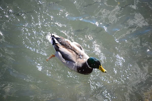 Vista Panorâmica Patos Bonitos Mallard Natureza — Fotografia de Stock