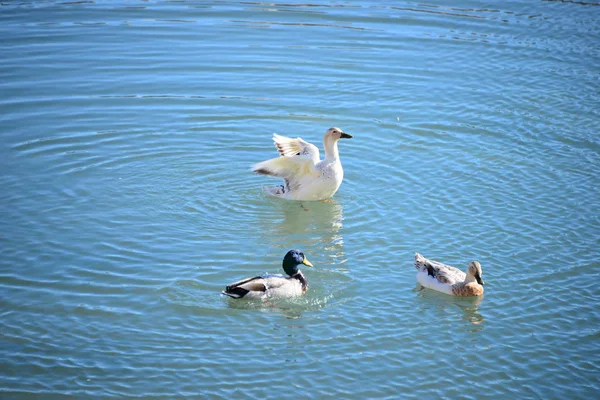 Damm Vatten Och Ankfåglar Vilda Djur Natur Och Fauna — Stockfoto