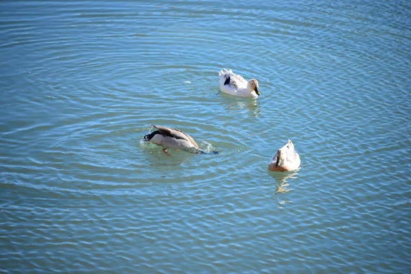 Vista Panorâmica Patos Bonitos Mallard Natureza — Fotografia de Stock