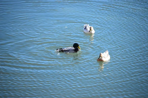 Scenic View Cute Mallard Ducks Nature — Stock Photo, Image