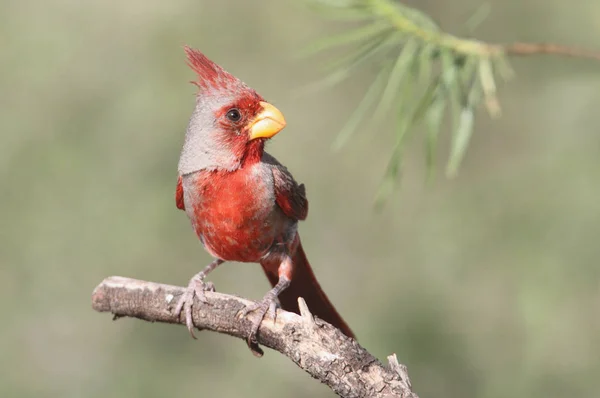 Pirrinoxia Masculina Cardinalis Sinuatus Cardinalis Sinuatus Poleiro Com Fundo Verde — Fotografia de Stock