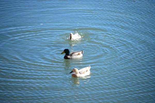 Vista Panorâmica Patos Bonitos Mallard Natureza — Fotografia de Stock