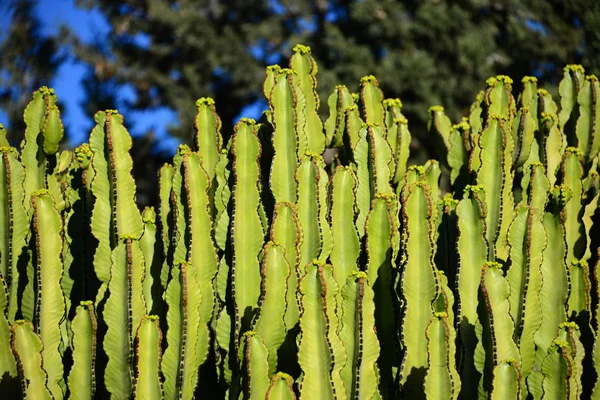 Растение Кактуса Тропическая Флора — стоковое фото
