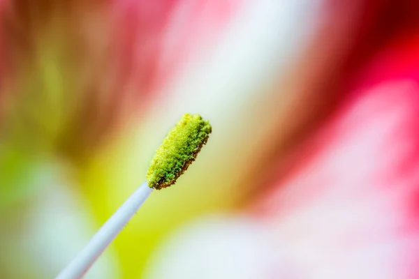 Beautiful Botanical Shot Natural Wallpaper — Stock Photo, Image