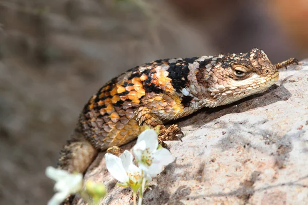 Zblízka Ještěrka Biotopu Koncept Divokosti — Stock fotografie