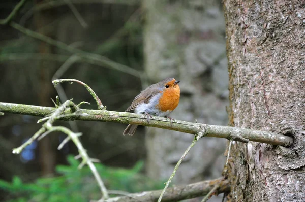 Rotkelchen Parco Foresta Gwydyr Valzer Parco Nazionale Snowdonia — Foto Stock