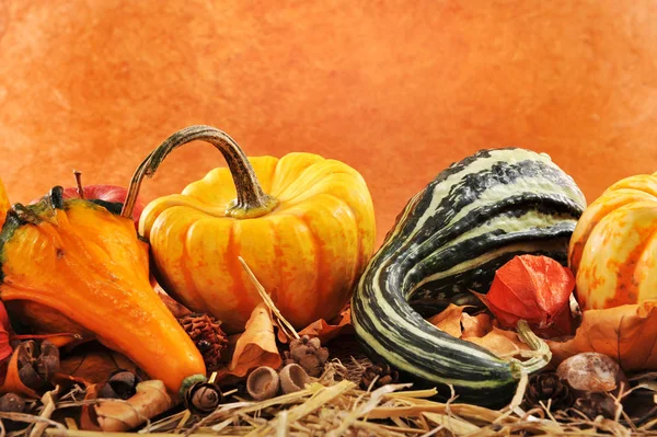 Thanksgiving Many Different Pumpkins Straw Brown Background Copy Space — стоковое фото