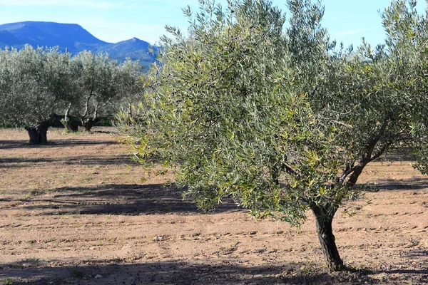 Olivo Flora Natural Plantas Con Hojas — Foto de Stock