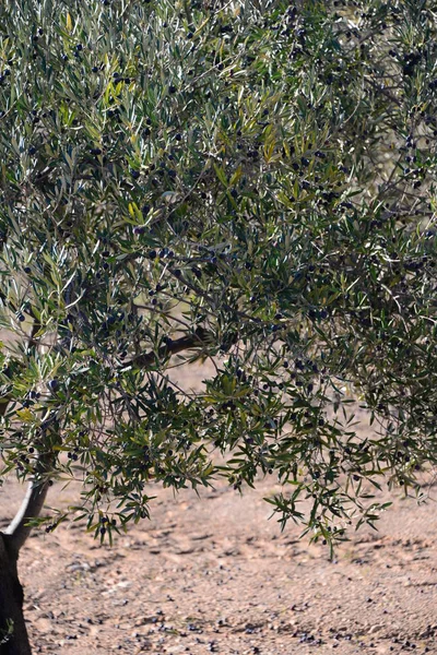 Оливкове Дерево Природна Флора Рослини Листям — стокове фото