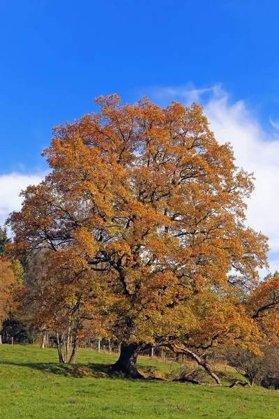 Herbstblätter Herbstzeit Laub — Stockfoto