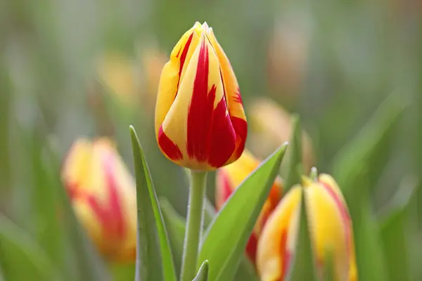 Tulipes Rouge Jaune — Photo