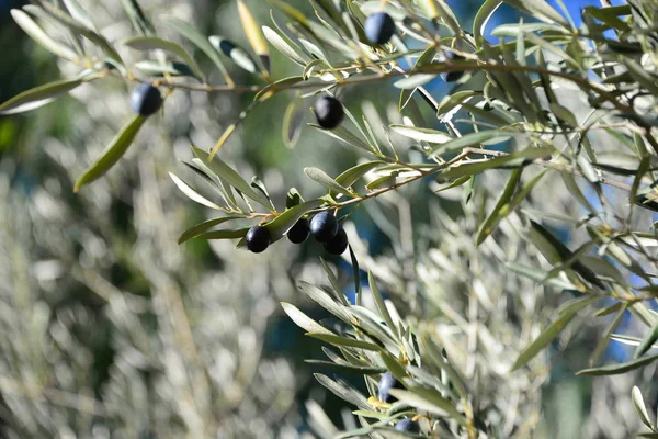 Olivovník Přírodní Flóra Rostliny Listy — Stock fotografie