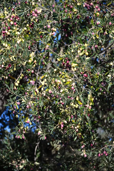 Оливковое Дерево Природа Растения Листьями — стоковое фото