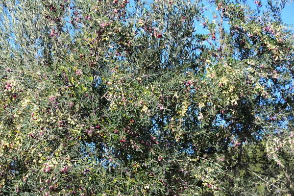 Zeytin Ağacı Doğal Bitki Yapraklı Bitkiler — Stok fotoğraf