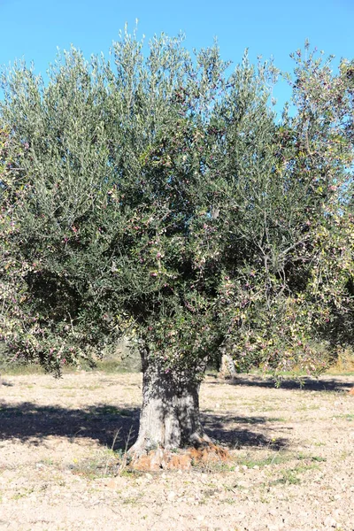 Drzewa Oliwnego Flory Roślin Liśćmi — Zdjęcie stockowe