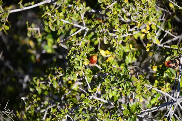 Autumn Harvest Selective Focus — Stock Photo, Image