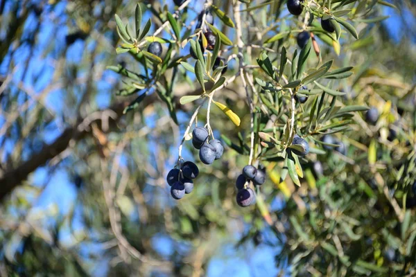 Olivenbaum Naturflora Und Pflanzen Mit Blättern — Stockfoto