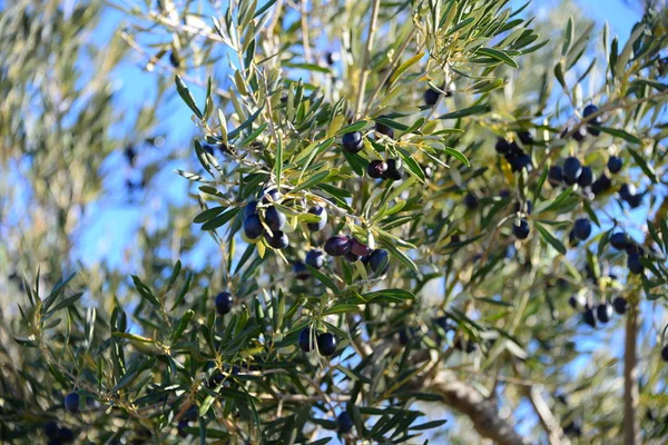Olive Tree Nature Flora Plants Leaves — Stock Photo, Image