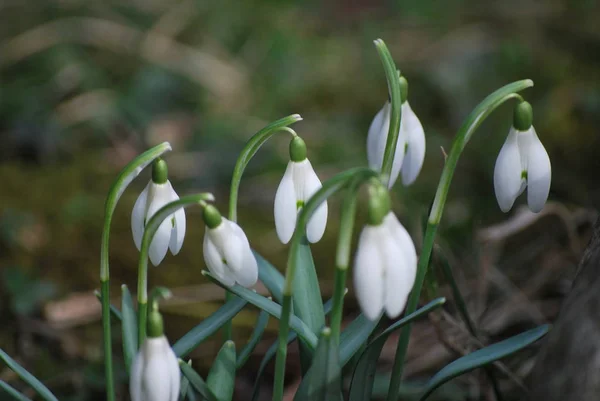 Primavera Blanco Nevadas Flores — Foto de Stock